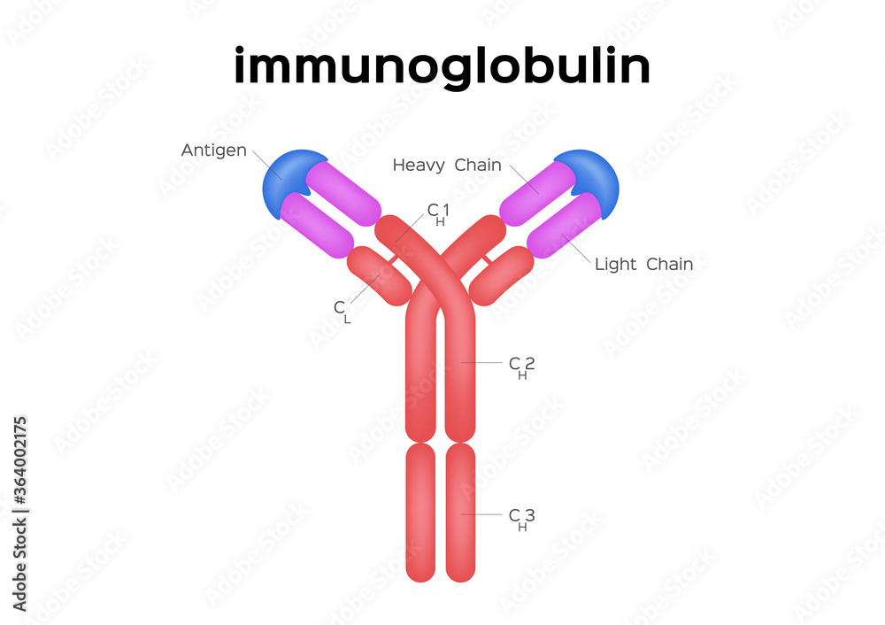 Antibodies and immunoglobulin structure vector / infographic on white ...