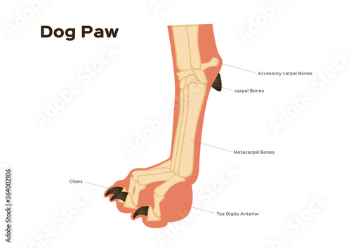 dog foot paw and leg anatomy / infographic chart vector on white