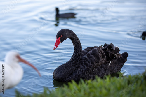 Fototapeta Naklejka Na Ścianę i Meble -  black swan on the lake