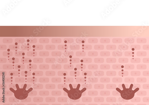 skin and melanin anatomy vector on white