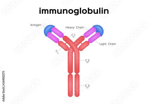 Antibodies and immunoglobulin structure vector / infographic on white
