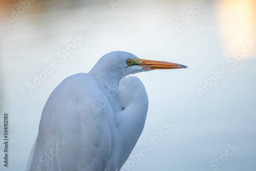 Great egret Close