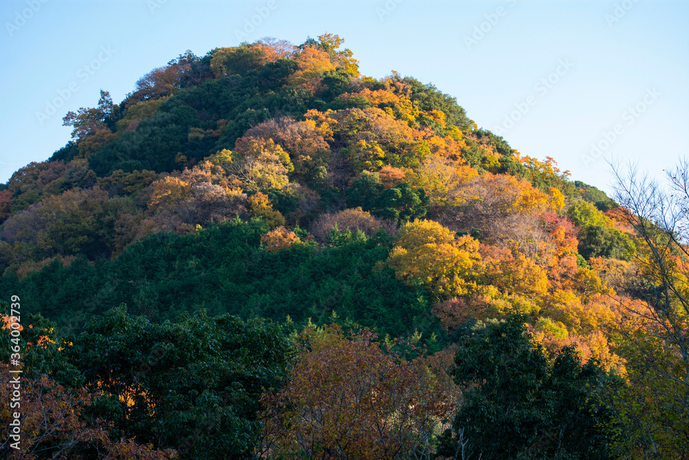 山の紅葉