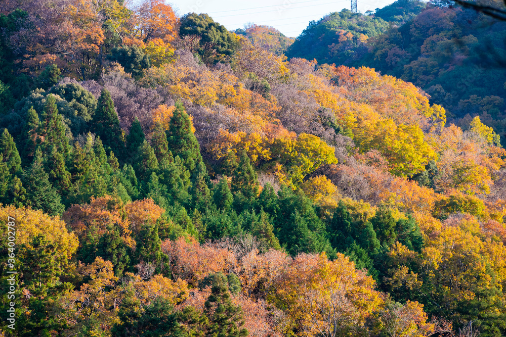 山の紅葉