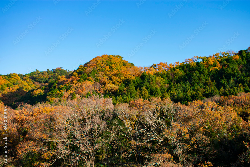 山の紅葉