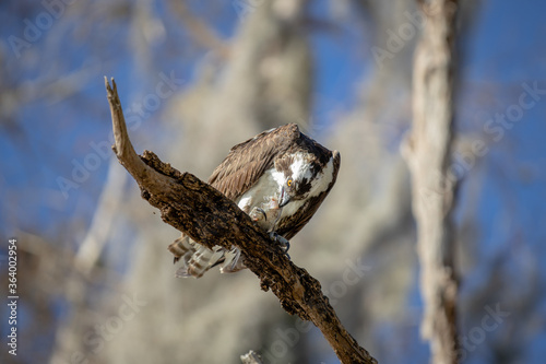 Osprey