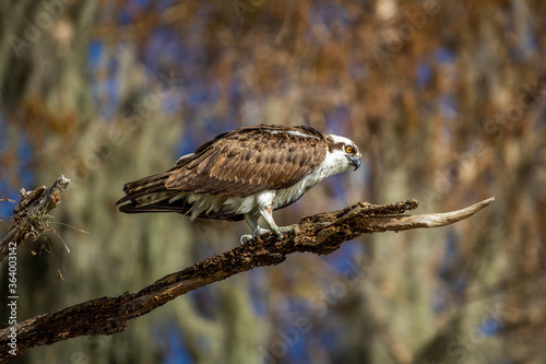 Osprey 2
