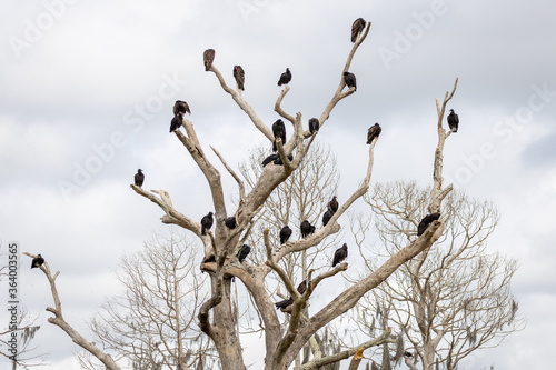 Vultures on Dead tree