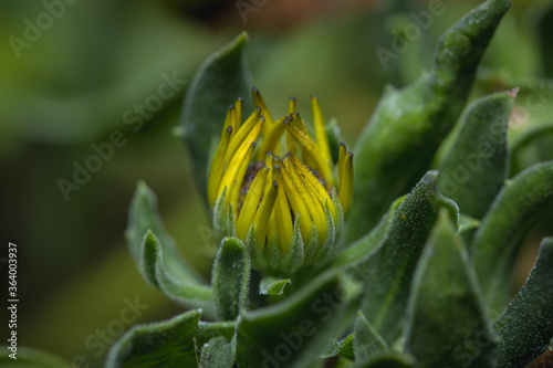 yellow flower in the garden