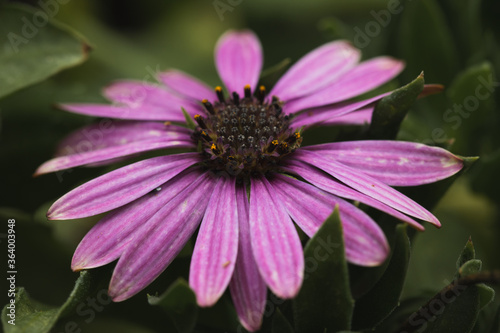 pink flower in the garden
