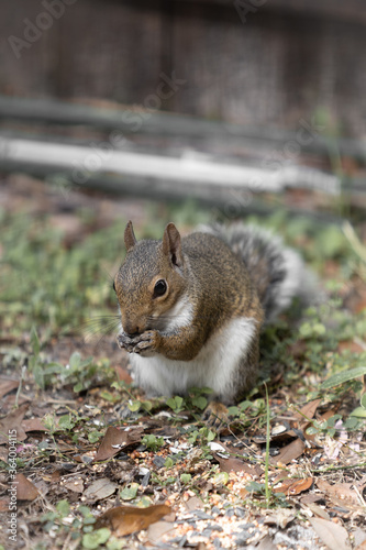 squirrel Close up