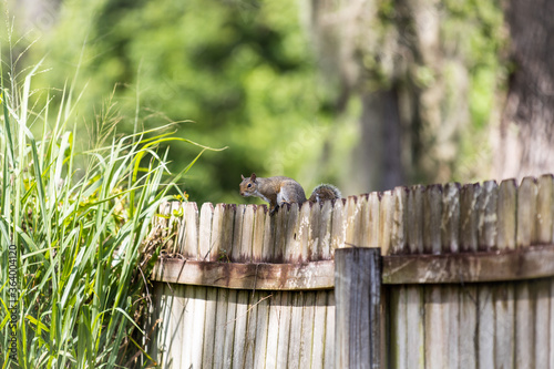 squirrel on fence 2