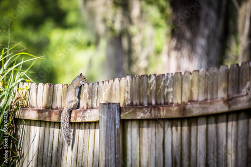 squirrel on fence 1