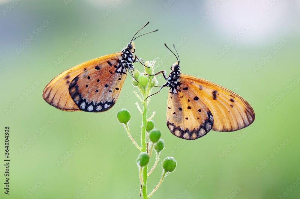 Obraz premium butterfly on a flower