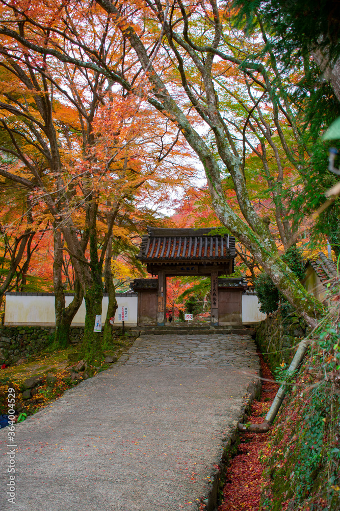 牛滝山　大威徳寺の紅葉