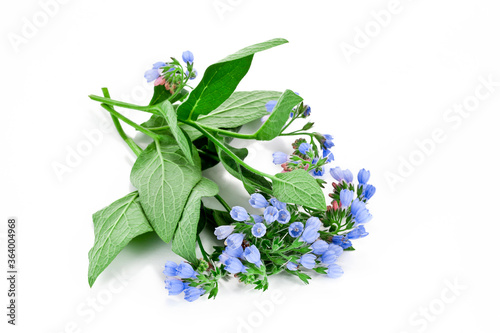 The Common Comfrey (Symphytum officinale) have been used in the traditional medicine for treatment of disorders of the locomotor system, gastrointestinal tract, rheumatism and gout.