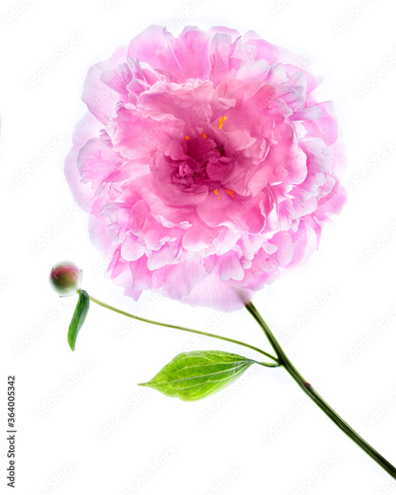 Peony on lightbox