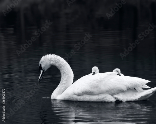 Fototapeta Naklejka Na Ścianę i Meble -  Swan with Cygnets Riding on her back