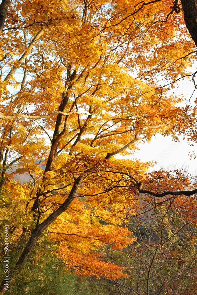 箱根の秋・黄葉