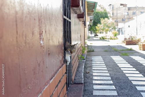 cat at the door in the city