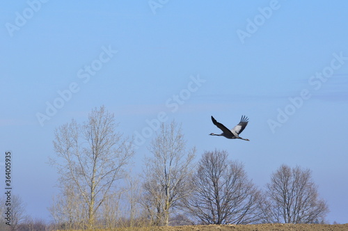 Żuraw. Polska - Mazury - Warmia.