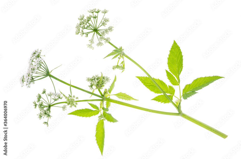 Wild flowering plants growing on field isolated on white background.