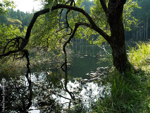 Fototapeta Naklejka Na Ścianę i Meble -  湖畔の風景/Lakeside landscape