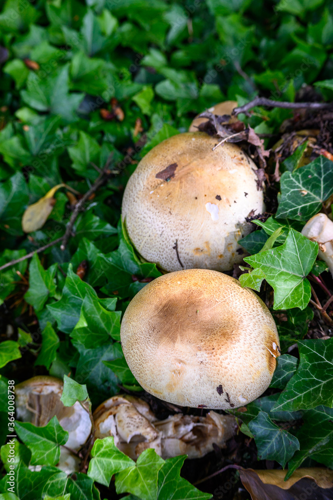 Closeup of round wild mushrooms growing in green ivy
Closeup of round wild mushrooms growing in green ivy
