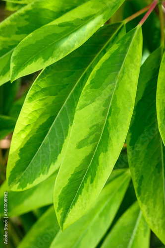 Closeup of variegated green leaves as a nature background 