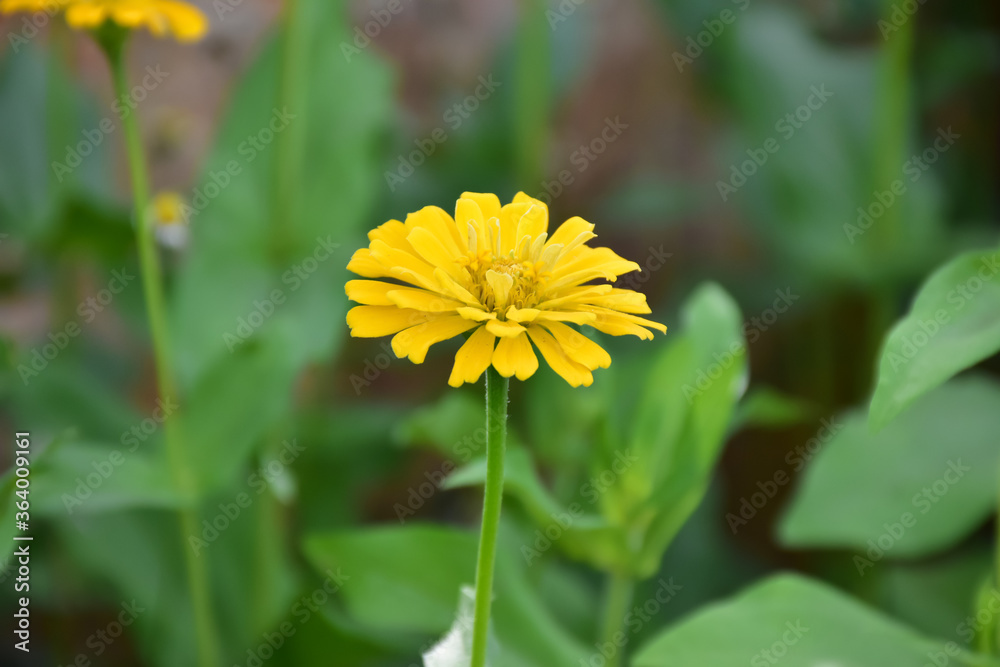 Zinnia flowers with natural blurred background. Zinnia flowers with natural blurred background.
