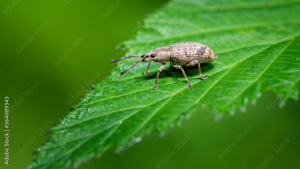 insecta, badgered, makro, käfer, natur, blatt, green, tier, pests, insecta, badgered, makro, käfer, natur, blatt, green, tier, pests,