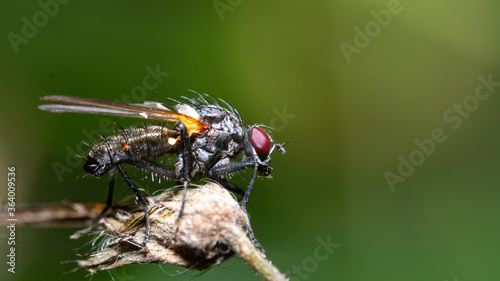 fliege, insecta, makro, natur, blatt, green, tier, badgered, close up,