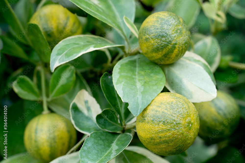Fototapeta premium Kumquat fruit on the tree. It is one kind of orange that is smaller than general orange. The skin is yellow-green in color.