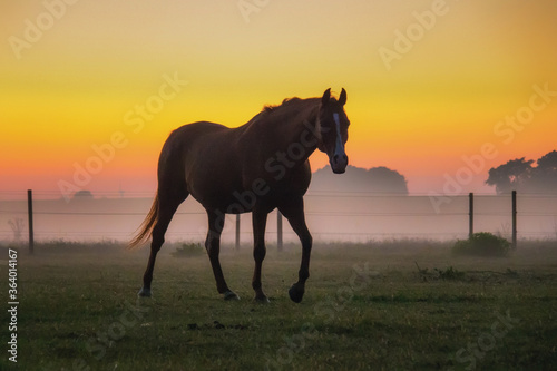 Pferdekoppel im Nebel © PhotoArt
