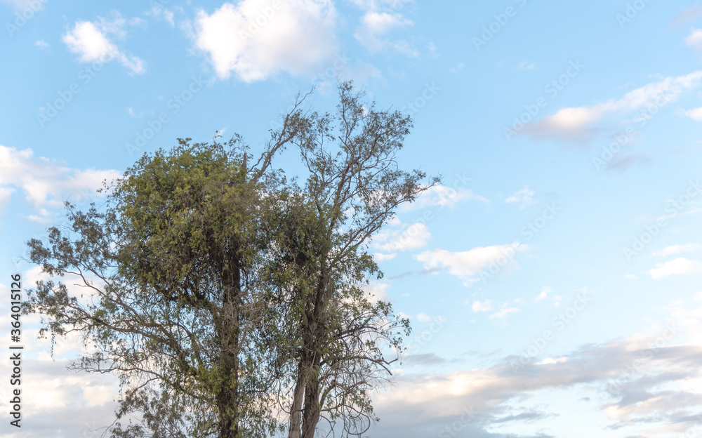 Rural and agricultural landscapes in the pampa biome region in southern Brazil Rural and agricultural landscapes in the pampa biome region in southern Brazil