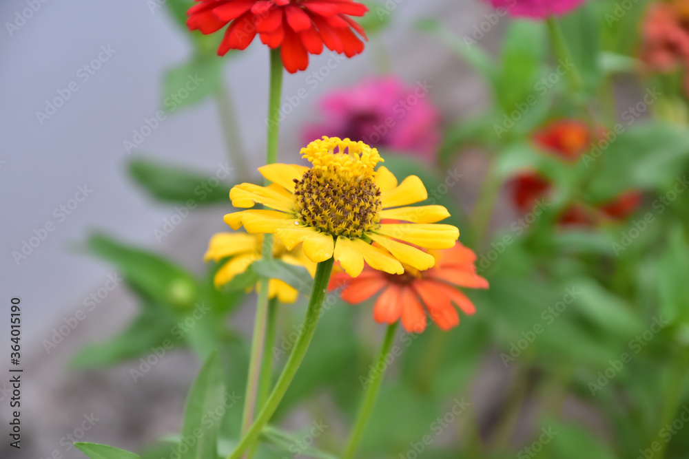 Zinnia flowers with natural blurred background. Zinnia flowers with natural blurred background.