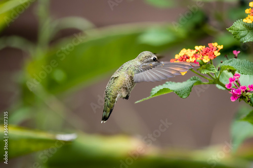 closeup of humming bird