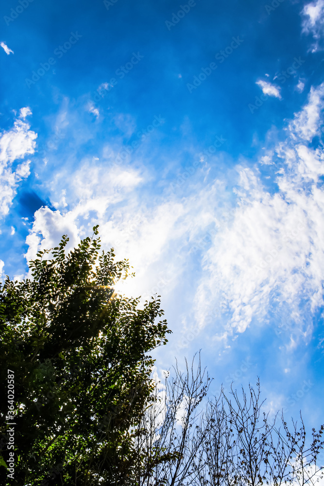 Obraz premium a bright ray of sun shines through the branches of a tree against a background of bright blue sky and many white clouds. A warm July day