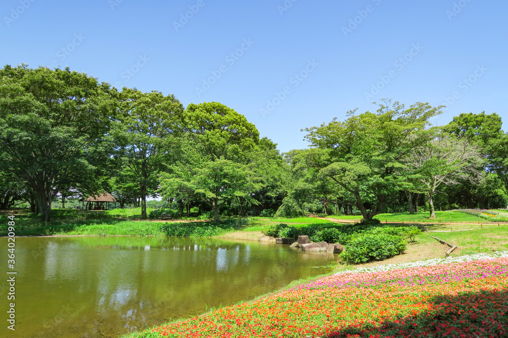Fototapeta premium 花の池