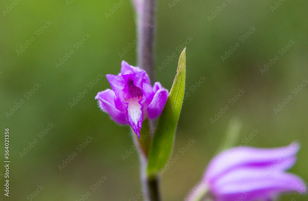 Red Helleborine (Cephalanthera rubra) in natural habitat Red Helleborine (Cephalanthera rubra) in natural habitat