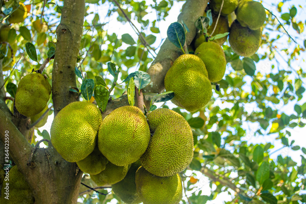 Children and jackfruit Children and jackfruit