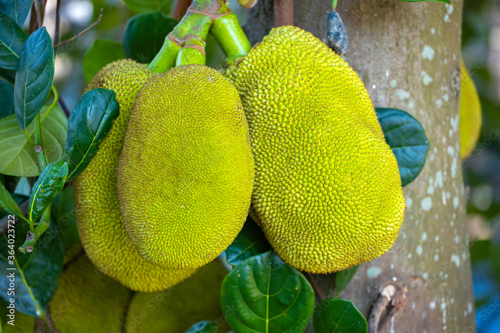 Children and jackfruit Children and jackfruit