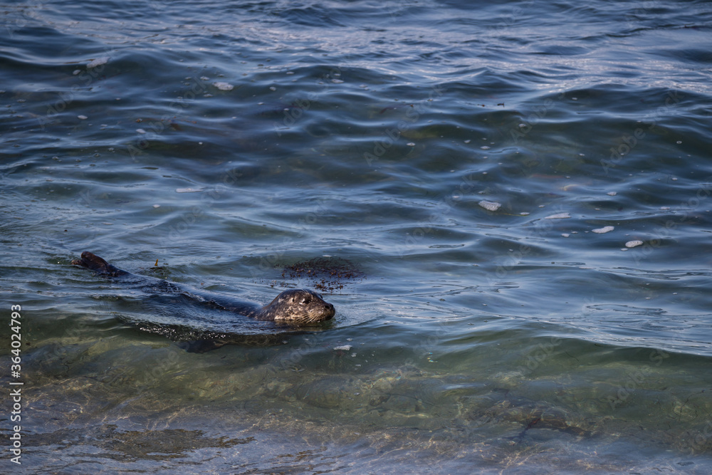 Fototapeta premium Sea lion at the La Jolla cove