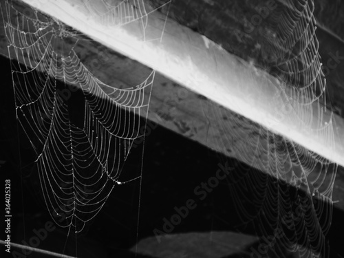 toile d'araignée