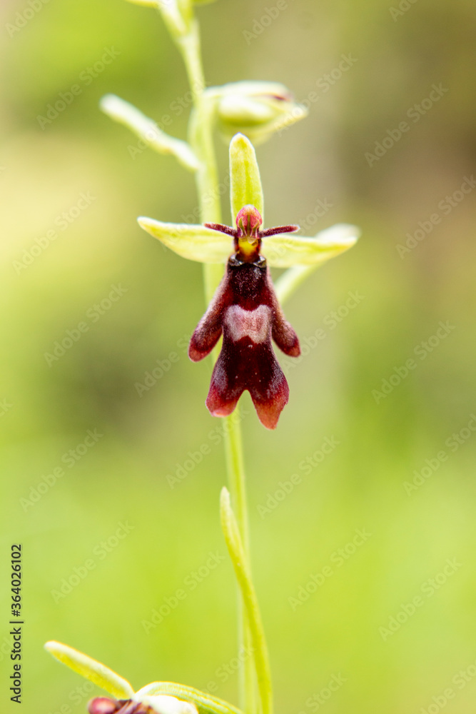 Fly Orchid (Orchis insectifera) in natural habitat Fly Orchid (Orchis insectifera) in natural habitat