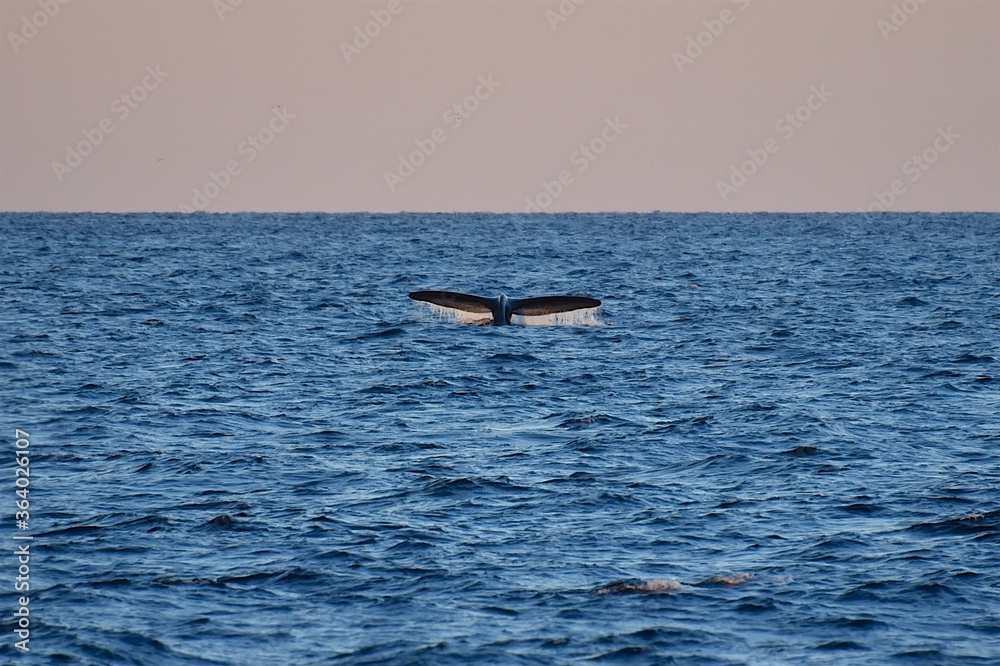 Huge whale tail in the sea next to the ship. Blue water of the Sea of Okhotsk. Wildlife.