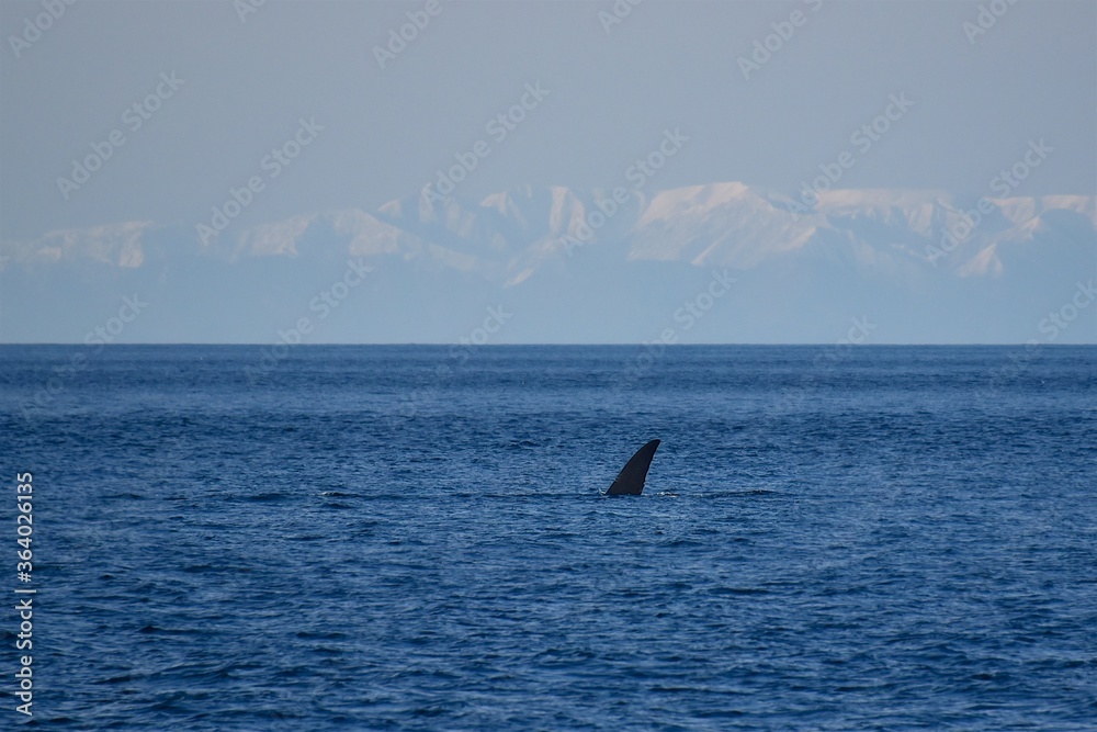 Huge whale tail in the sea next to the ship. Blue water of the Sea of Okhotsk. Wildlife. Huge whale tail in the sea next to the ship. Blue water of the Sea of Okhotsk. Wildlife.