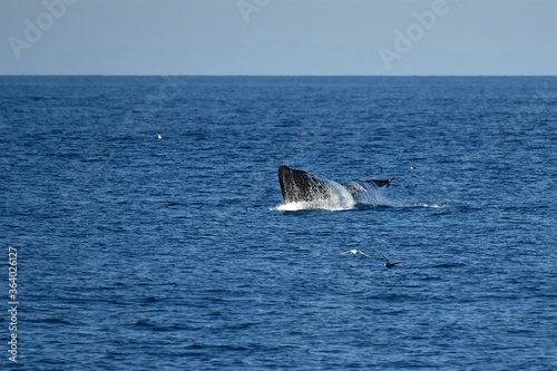 Huge whale tail in the sea next to the ship. Blue water of the Sea of Okhotsk. Wildlife. © German