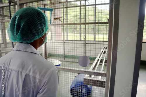 Photography Veterinarian in medical  looking a monkey in the monkey cage.