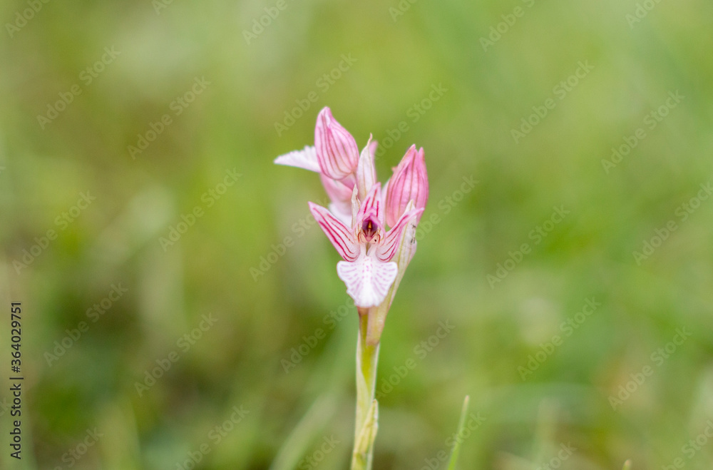 Pink Butterfly Orchid (Orchis papilionacea) in natural habitat Pink Butterfly Orchid (Orchis papilionacea) in natural habitat